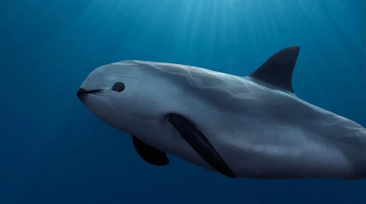 Trending 🇲🇽 Mexico’s Vaquita Conservation Efforts Yield Hope